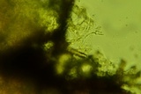 Sistotremastrum suecicum image