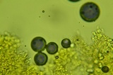 Sistotremastrum suecicum image