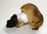 Russula cerolens image