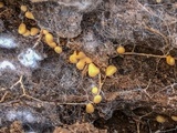 Fibulomyces mutabilis image