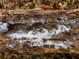 Fibulomyces mutabilis image