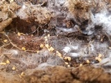 Fibulomyces mutabilis image
