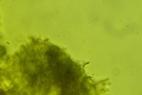 Crustoderma dryinum image