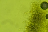 Crustoderma dryinum image