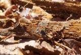 Byssocorticium efibulatum image