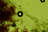 Byssocorticium efibulatum image