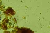 Byssocorticium efibulatum image