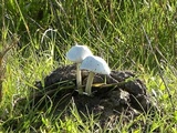 Panaeolus antillarum image