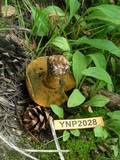 Suillus tomentosus image