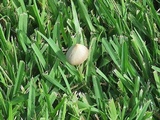 Conocybe apala image