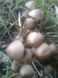 Psathyrella corrugis image