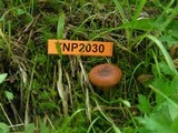 Lactarius alpinus image