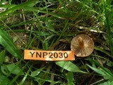 Lactarius alpinus image