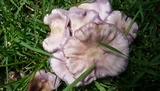 Clitocybe tarda image