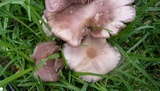 Clitocybe tarda image