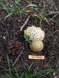 Boletus calopus var. frustosus image