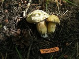 Boletus calopus image