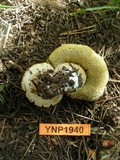 Boletus calopus var. frustosus image