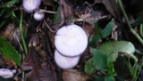 Lepista sordida image