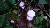 Lepista sordida image