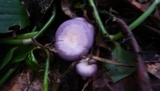 Lepista sordida image