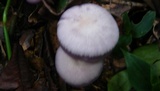 Lepista sordida image