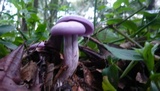 Lepista sordida image