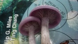 Lepista sordida image