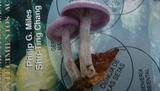 Lepista sordida image