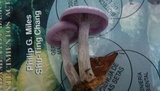 Lepista sordida image