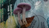 Lepista sordida image