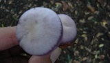 Lepista sordida image