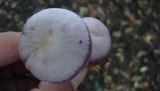 Lepista sordida image