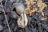 Helvella solitaria image