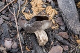 Helvella solitaria image