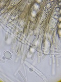 Helvella solitaria image