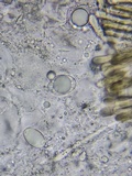 Helvella solitaria image