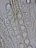 Helvella solitaria image