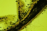 Podoscypha thozetii image