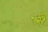 Podoscypha thozetii image