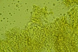 Podoscypha thozetii image