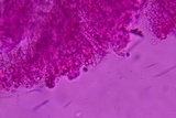 Podoscypha thozetii image