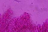 Podoscypha thozetii image