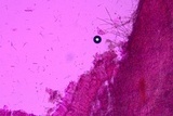 Podoscypha thozetii image