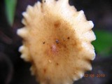 Polyporus leptocephalus image