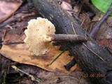 Polyporus leptocephalus image