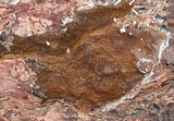 Serpula himantioides image