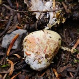 Rhizopogon roseolus image