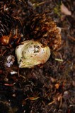 Rhizopogon roseolus image