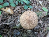 Suillus spraguei image